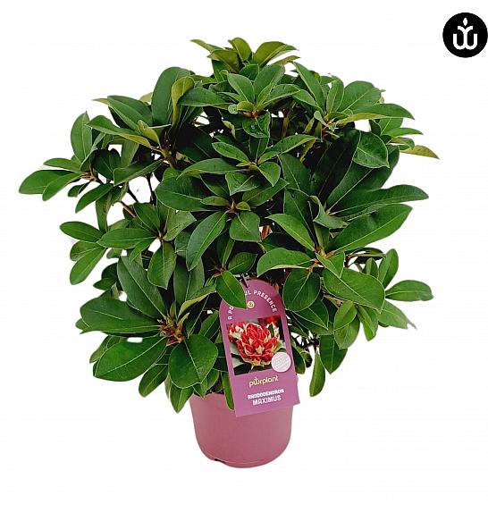 Rhododendron PWR Plant Maximus C5 Lit. 40-50 cm
