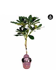 Rhododendron PWR Plant Cycloop C3 Lit. Na steblu 30 cm