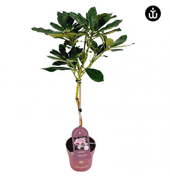 Rhododendron PWR Plant Cycloop C3 Lit. Na steblu 30 cm