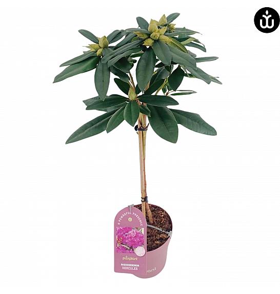 Rhododendron PWR Plant Hercules C3 Lit. Na steblu 30 cm