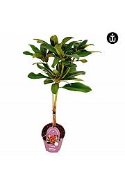 Rhododendron PWR Plant Maximus C3 Lit. Na steblu 30 cm