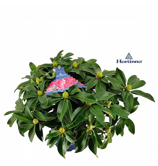 Rhododendron XXL ® C5 Lit. 50-60 cm