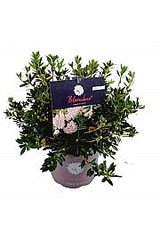 Rhododendron Bloombux ® Light Pink C5 Lit. 30-40 cm