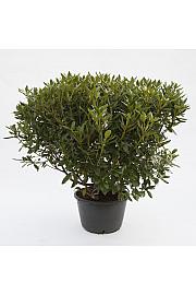 Rhododendron hybrid Cunningham White C45 Lit. 120 cm