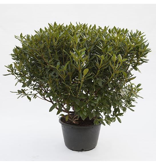 Rhododendron hybrid Cunningham White C45 Lit. 120 cm