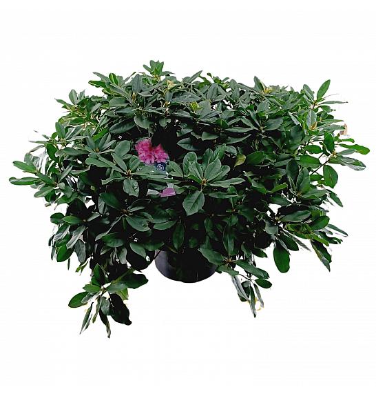 Rhododendron hybrid Eucharitis C45 Lit. 120 cm