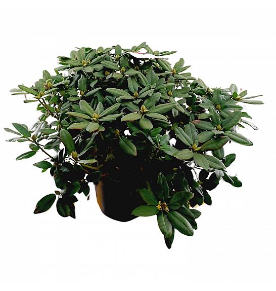 Rhododendron hybrid Germania C45 Lit. 120 cm