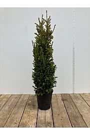 Taxus baccata Washingtonnii C10 Lit. 80-100 cm