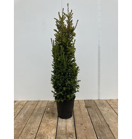 Taxus baccata Washingtonnii C10 Lit. 80-100 cm