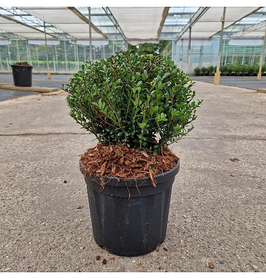 Ilex crenata Glorie Dwarf® C4,5 Lit. 20-25 cm