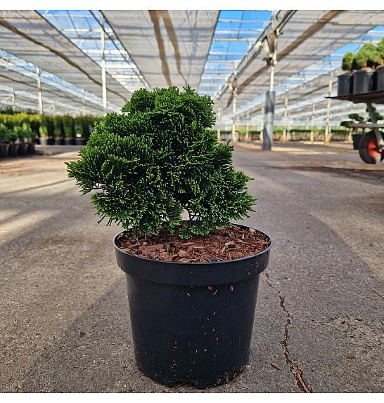 Chamaecyparis obtusa Nana Gracilis C3 Lit. 20-25 cm