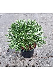 Cryptomeria japonica Little Champion C8 Lit. 25-30 cm