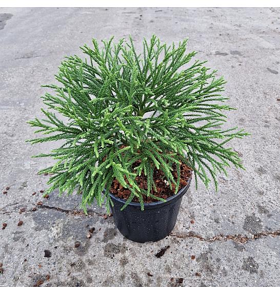 Cryptomeria japonica Little Champion C8 Lit. 25-30 cm
