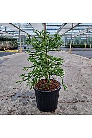 Cryptomeria japonica Spiralis C8 Lit. 35-40 cm