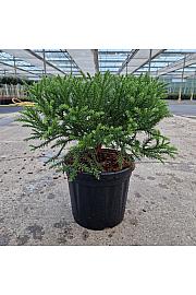 Cryptomeria japonica Kamasan C8 Lit. 30-35 cm