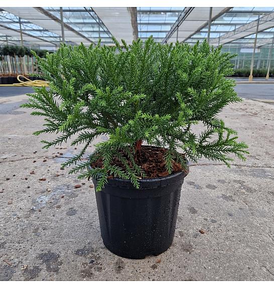 Cryptomeria japonica Kamasan C8 Lit. 30-35 cm