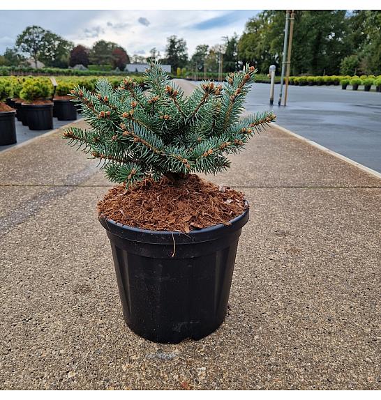 Picea pungens Glauca Globosa C8 Lit. 20-25 cm