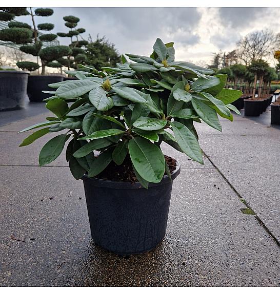 Rhododendron (T) Black Widow C12 Lit. 40-50 cm