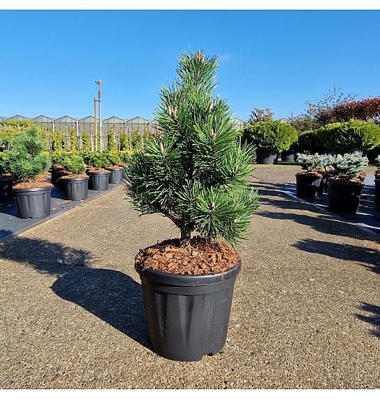 Pinus mugo Gnom C6 Lit. 30-35 cm