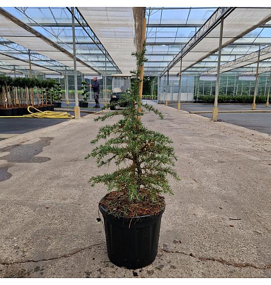 Cedrus libani Dino C8 Lit. 40-50 cm