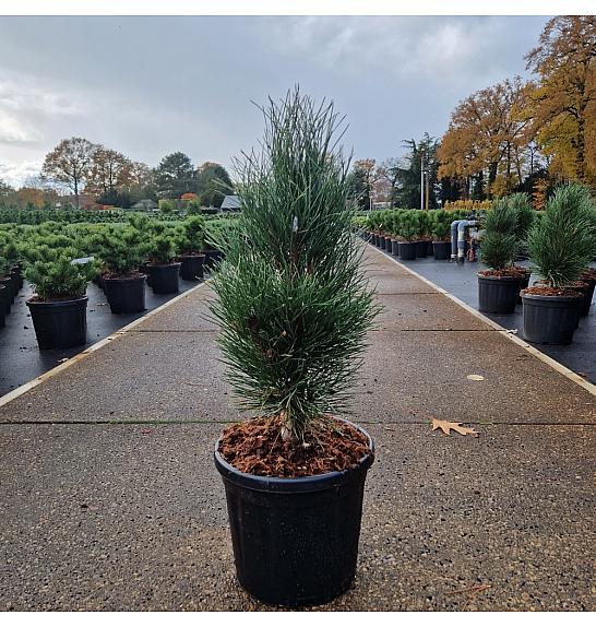 Pinus nigra Green Tower C8 Lit. 40/+ cm