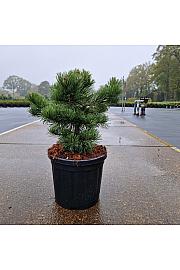 Pinus mugo Krauskopf C8 Lit. 30-35 cm