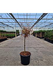 Larix kaempferi Diana C15 Lit. Na steblu 40 cm