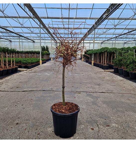 Larix kaempferi Diana C15 Lit. Na steblu 40 cm