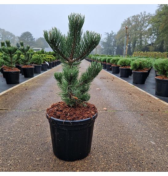 Pinus nigra Oregon Green C8 Lit. 40-50 cm