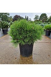 Pinus densiﬂora Low Glow C18 Lit. 40/+ cm