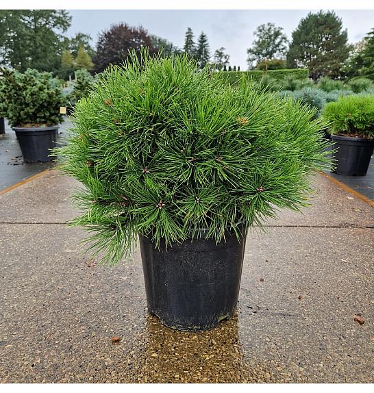 Pinus densiﬂora Low Glow C18 Lit. 40/+ cm