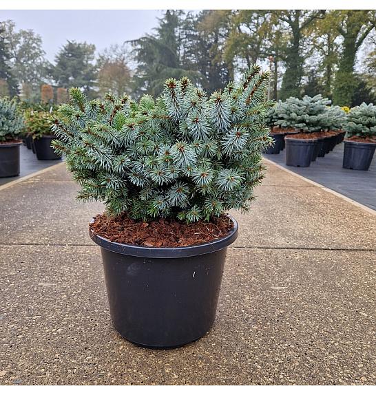 Picea sitchensis Silberzwerg C12 Lit. 30-40 cm