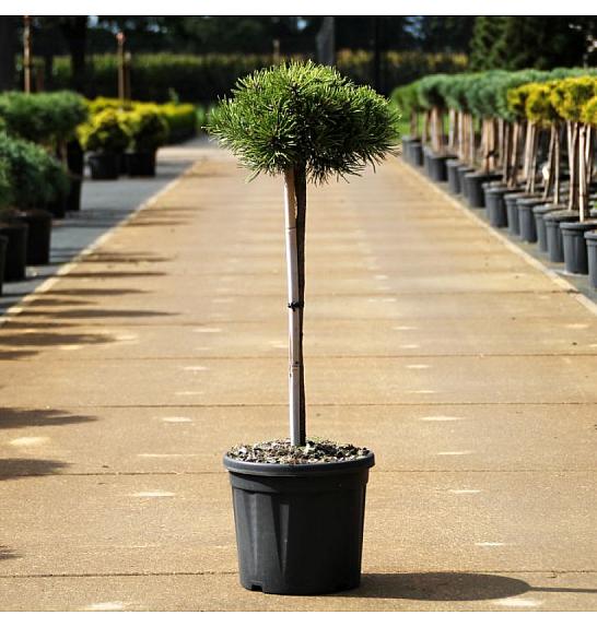 Pinus mugo Klostergrün C11 Lit. Na steblu 50 cm Krošnja 20 cm