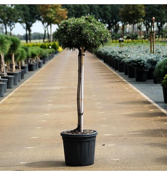 Pinus mugo Benjamin C11 Lit. Na steblu 50 cm Krošnja 20 cm