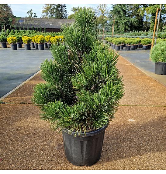 Pinus leucodermis Malinki C15 Lit. 40-50 cm