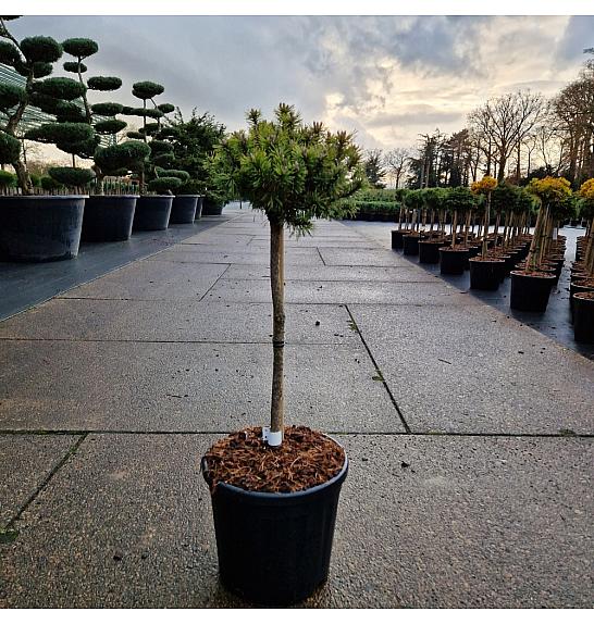 Pinus mugo Mops C11 Lit. Na steblu 50 cm Krošnja 20 cm