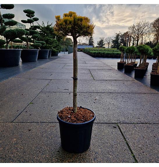 Pinus mugo Carstens Wintergold C11 Lit. Na steblu 50 cm Krošnja 15-20 cm