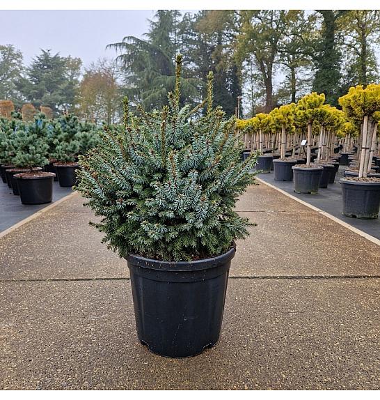 Picea omorika Nana C18 Lit. 40-50 cm