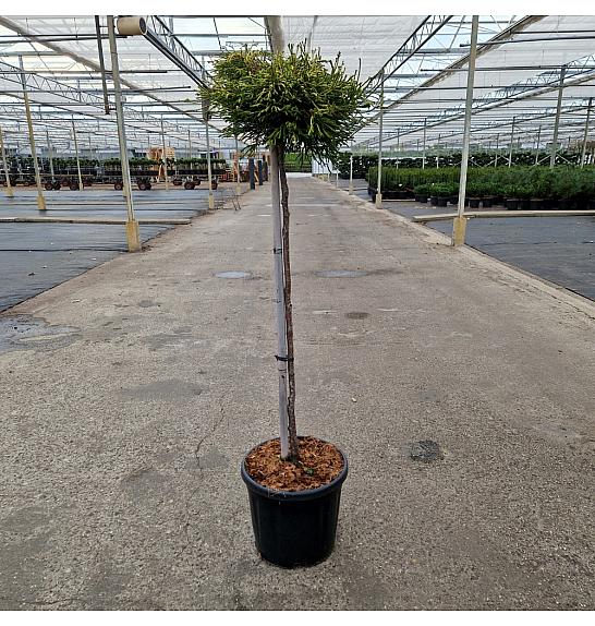 Chamaecyparis obtusa Gitte C15 Lit. Na steblu 80 cm