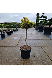 Pinus mugo Carstens Wintergold C15 Lit. Na steblu 50 cm Krošnja 25 cm