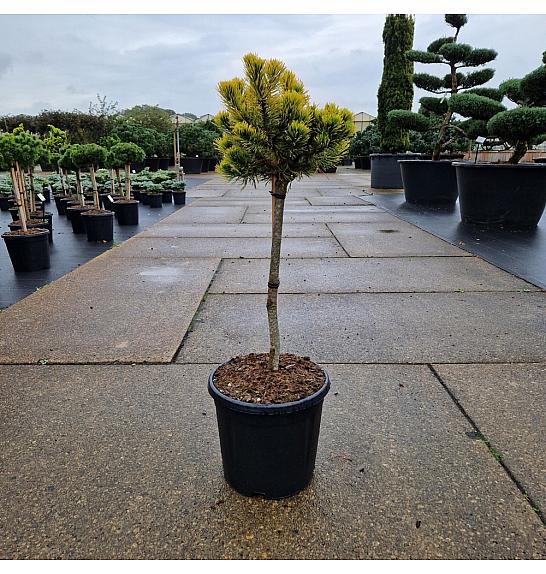 Pinus mugo Carstens Wintergold C15 Lit. Na steblu 50 cm Krošnja 25 cm