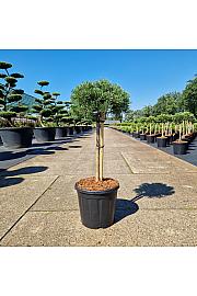 Pinus mugo Grüne Welle C15 Lit. Na steblu 50 cm Krošnja 25/30 cm