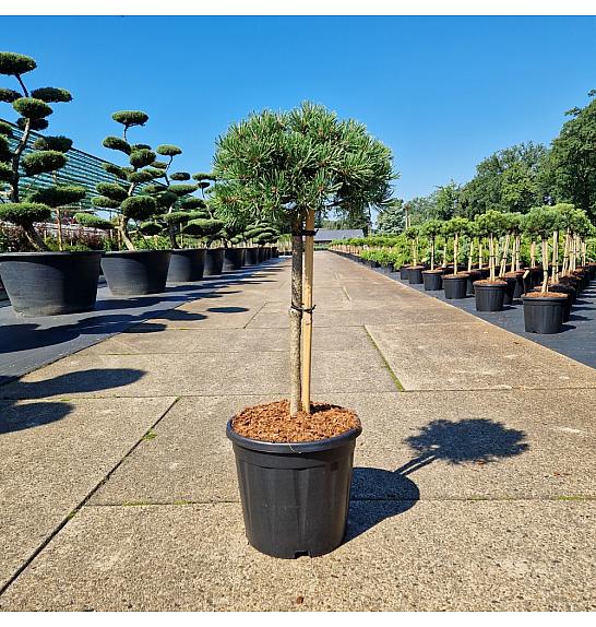 Pinus mugo Grüne Welle C15 Lit. Na steblu 50 cm Krošnja 25/30 cm