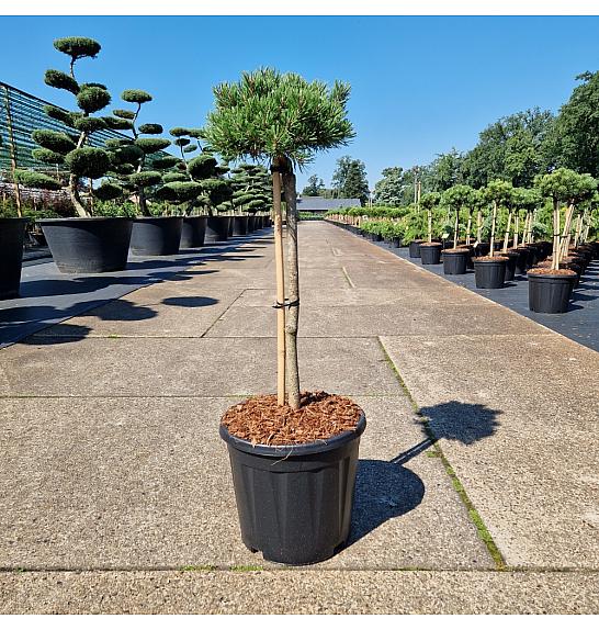 Pinus mugo Klostergrün C15 Lit. Na steblu 50 cm Krošnja 25 cm