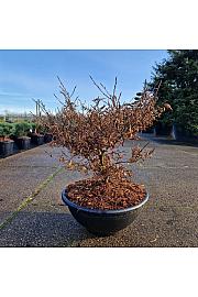 Fagus sylvatica Mercedes C15 Lit. 50-60 cm