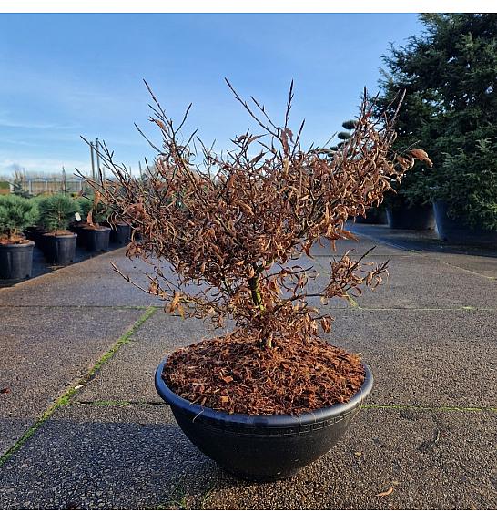 Fagus sylvatica Mercedes C15 Lit. 50-60 cm