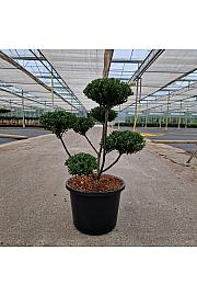Ilex crenata Glorie Dwarf® C12 Lit. 40-50 cm Bonsai