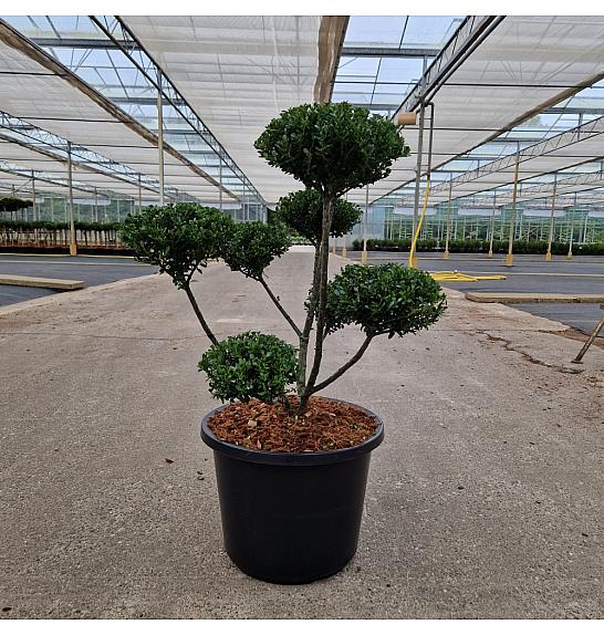 Ilex crenata Glorie Dwarf® C12 Lit. 40-50 cm Bonsai