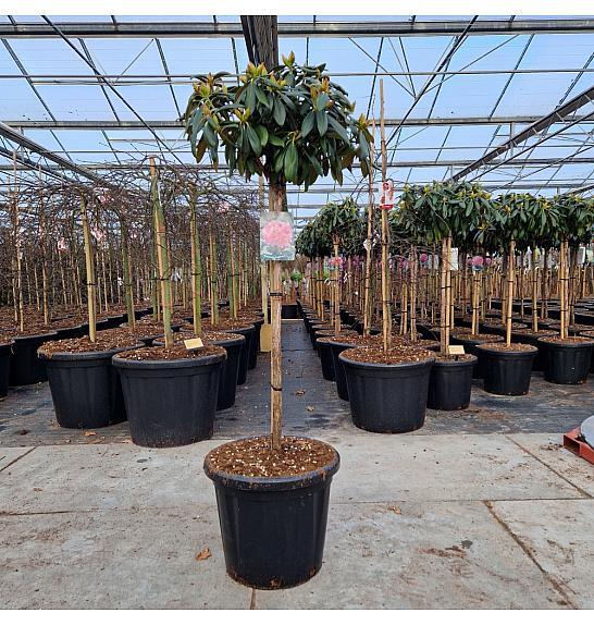 Rhododendron (Y) Kalinka C25 Lit. Na steblu 80 cm