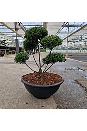 Ilex crenata Glorie Dwarf® C15 Lit. 40-50 cm Bonsai